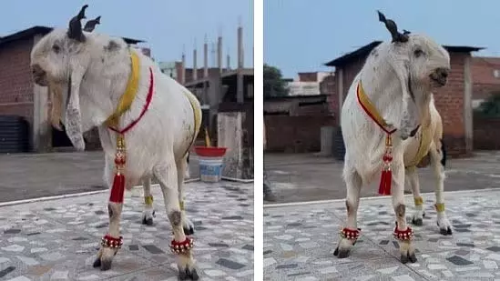 ₹3.5 लाख कीमत का ‘भोपाल नवाब’ बकरा हुआ वायरल ₹3.5 लाख कीमत का ‘भोपाल नवाब’ बकरा हुआ वायरल