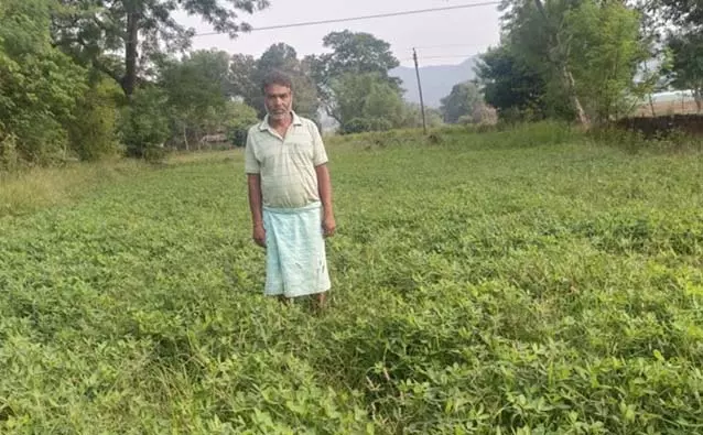 गर्मी में मूंगफली की खेती किसानों के लिए लाभदायक गर्मी में मूंगफली की खेती किसानों के लिए लाभदायक