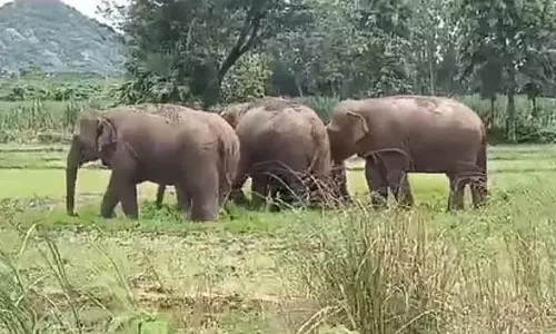 Odisha के रायगढ़ा में जंगली हाथियों ने गांवों पर हमला किया Odisha के रायगढ़ा में जंगली हाथियों ने गांवों पर हमला किया