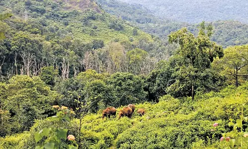 Odisha डीकार्बोनाइजेशन पर नई कृषि वानिकी नीति तैयार करेगा