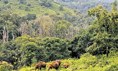 decarbonization पर नई कृषि वानिकी नीति  करेगा तैयार