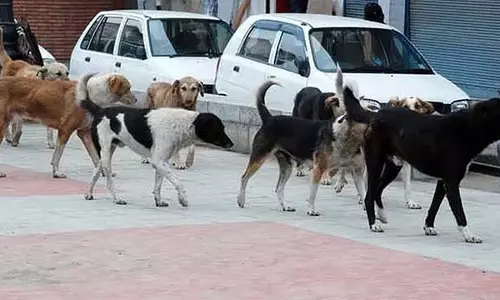MP : कुत्ते ने नवजात बच्चे को पहुंचाया अस्पताल MP : कुत्ते ने नवजात बच्चे को पहुंचाया अस्पताल