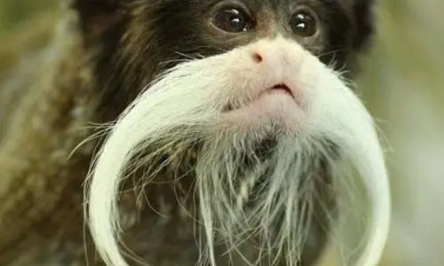 Viral news: बंदर ने हीरा व्यापारी से आभूषणों से भरा बैग छीना