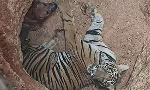 केरल-तमिलनाडु सीमा के पास गड्ढे में फंसे बाघ और कुत्ते, बचाव कार्य जारी