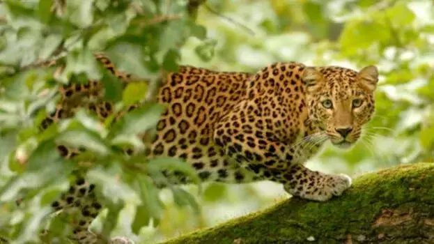Thrissur के रिहायशी इलाके में तेंदुए का झुंड, स्थानीय लोग दहशत में Thrissur के रिहायशी इलाके में तेंदुए का झुंड, स्थानीय लोग दहशत में