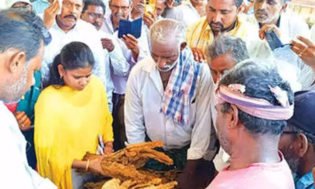 Andhra: मार्कफेड ने परचूर में ब्लैक बर्ले तंबाकू की खरीद शुरू की Andhra: मार्कफेड ने परचूर में ब्लैक बर्ले तंबाकू की खरीद शुरू की