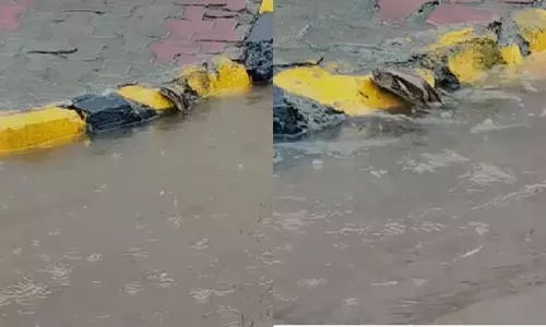 नवी मुंबई में बारिश के बाद डरावनी तस्वीर – बाढ़ के पानी में दिखा अजगर नवी मुंबई में बारिश के बाद डरावनी तस्वीर – बाढ़ के पानी में दिखा अजगर