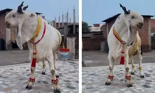 ₹3.5 लाख कीमत का ‘भोपाल नवाब’ बकरा हुआ वायरल