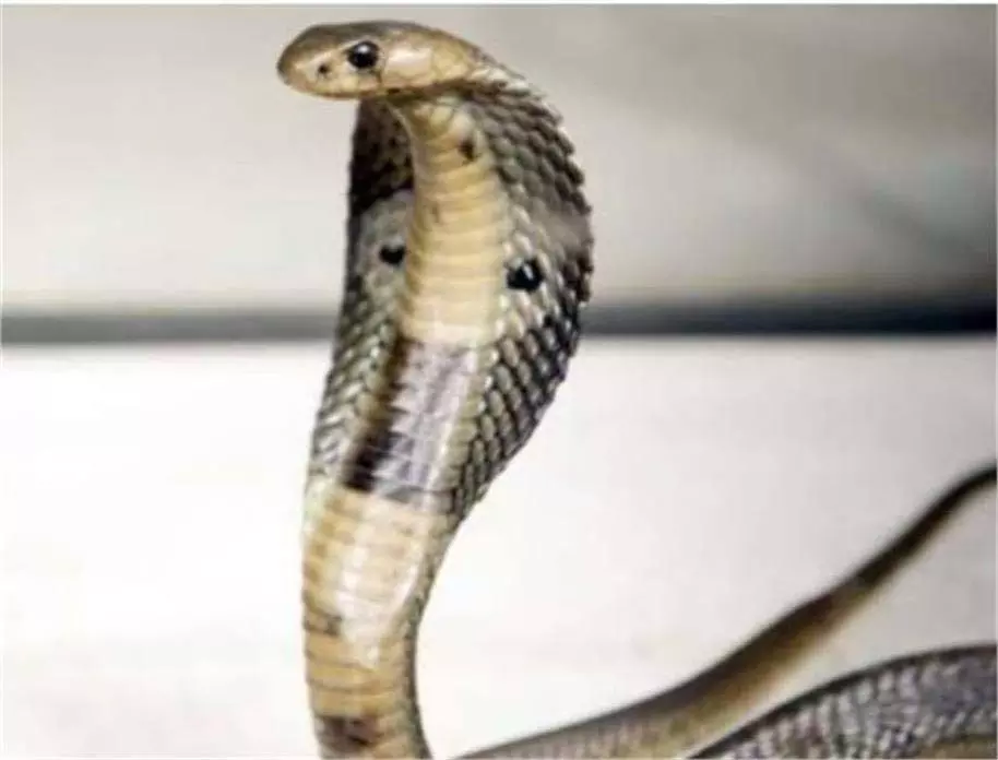 MP News: जहरीले सांप के काटने से 4 महीने के बच्चे की मौत MP News: जहरीले सांप के काटने से 4 महीने के बच्चे की मौत