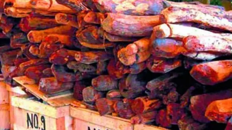 Annamayya में 48 रेड सैंडर्स लॉग जब्त, चार हिरासत में Annamayya में 48 रेड सैंडर्स लॉग जब्त, चार हिरासत में