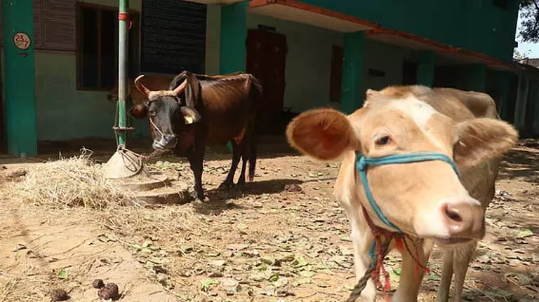 मध्य प्रदेश: बकरीद पर बैल बछड़े के वध के आरोप में सात गिरफ्तार मध्य प्रदेश: बकरीद पर बैल बछड़े के वध के आरोप में सात गिरफ्तार