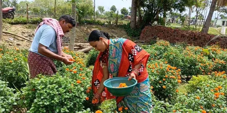 Bhawanipatna: आत्मनिर्भरता की दिशा में गेंदा की खेती Bhawanipatna: आत्मनिर्भरता की दिशा में गेंदा की खेती