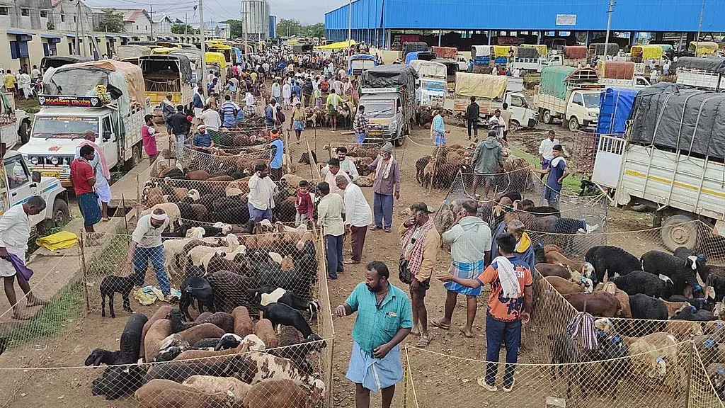 APMC की लापरवाही: न्यूनतम सुविधाओं के बिना चल रहा मवेशी बाजार APMC की लापरवाही: न्यूनतम सुविधाओं के बिना चल रहा मवेशी बाजार