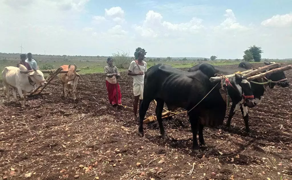 मानसून की बुआई शुरू: भूटाई ने हार नहीं मानी है, लेकिन रेन रयान चिंतित मानसून की बुआई शुरू: भूटाई ने हार नहीं मानी है, लेकिन रेन रयान चिंतित
