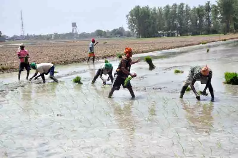 Amritsar: राज्य में धान की बुआई बिजली संकट से मुक्त रहेगी Amritsar: राज्य में धान की बुआई बिजली संकट से मुक्त रहेगी