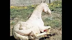 Kerala : कासरगोड में कुएं में गिरे घोड़े को बचाया गया Kerala : कासरगोड में कुएं में गिरे घोड़े को बचाया गया