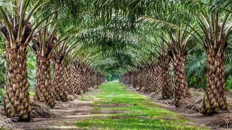 ऑयल पाम की खेती से कमाएं 25 से 30 साल तक मोटा मुनाफा ऑयल पाम की खेती से कमाएं 25 से 30 साल तक मोटा मुनाफा