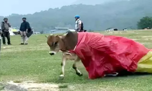Himachal: पैराग्लाइडर आवारा पशु से टकराया, पायलट सुरक्षित Himachal: पैराग्लाइडर आवारा पशु से टकराया, पायलट सुरक्षित