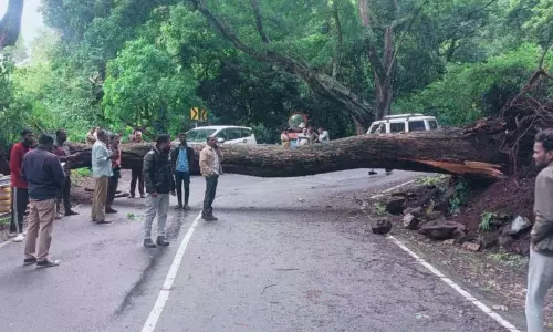 Tamil Nadu: नीलगिरी में विदेशी पेड़ों के गिरने का खतरा अधिक Tamil Nadu: नीलगिरी में विदेशी पेड़ों के गिरने का खतरा अधिक