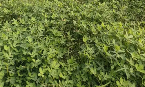 मूंगफली की खेती कर किसान कमा रहे ज्यादा मुनाफा मूंगफली की खेती कर किसान कमा रहे ज्यादा मुनाफा
