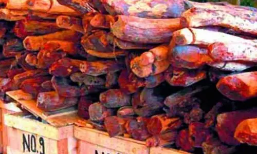 Annamayya में 48 रेड सैंडर्स लॉग जब्त, चार हिरासत में