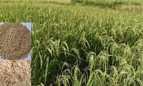 Himachal कृषि विश्वविद्यालय ने ब्लास्ट रोग प्रतिरोधी धान की दो किस्में विकसित की Himachal कृषि विश्वविद्यालय ने ब्लास्ट रोग प्रतिरोधी धान की दो किस्में विकसित की