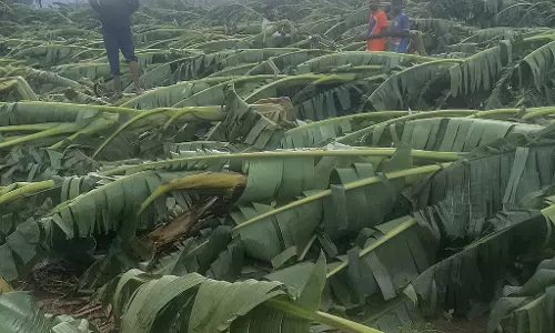 Karnataka : 2,000 हेक्टेयर बागवानी फसलें नष्ट