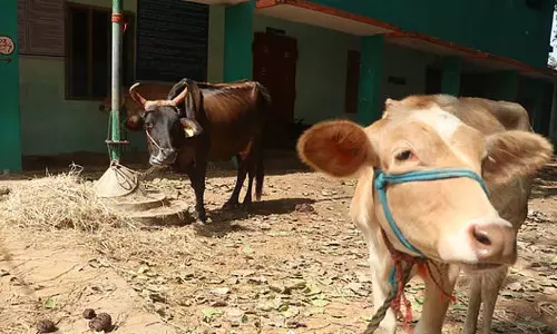 मध्य प्रदेश: बकरीद पर बैल बछड़े के वध के आरोप में सात गिरफ्तार मध्य प्रदेश: बकरीद पर बैल बछड़े के वध के आरोप में सात गिरफ्तार