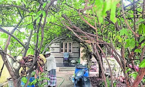 सेवानिवृत्त शिक्षक का ग्रीन होम: इलाही बक्श, जिन्हें जानवरों और पक्षियों से है प्यार सेवानिवृत्त शिक्षक का ग्रीन होम: इलाही बक्श, जिन्हें जानवरों और पक्षियों से है प्यार