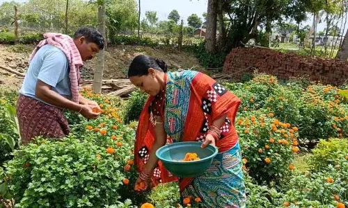 Bhawanipatna: आत्मनिर्भरता की दिशा में गेंदा की खेती Bhawanipatna: आत्मनिर्भरता की दिशा में गेंदा की खेती