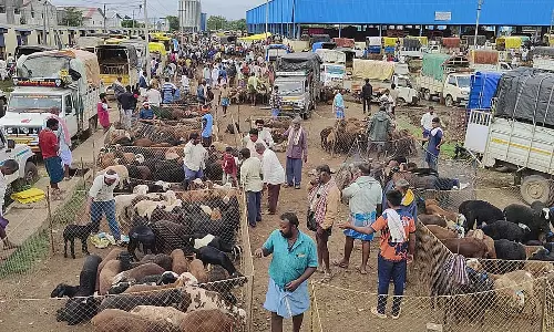 APMC की लापरवाही: न्यूनतम सुविधाओं के बिना चल रहा मवेशी बाजार APMC की लापरवाही: न्यूनतम सुविधाओं के बिना चल रहा मवेशी बाजार