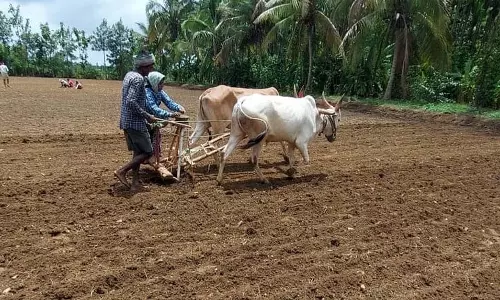 बुवाई शुरू: DAP की कमी की चिंता