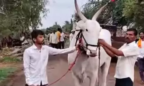 Karnataka : 5.11 लाख रुपए में बिका Karnataka : 5.11 लाख रुपए में बिका