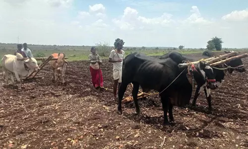 मानसून की बुआई शुरू: भूटाई ने हार नहीं मानी है, लेकिन रेन रयान चिंतित मानसून की बुआई शुरू: भूटाई ने हार नहीं मानी है, लेकिन रेन रयान चिंतित