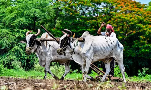 असली बीजों और उर्वरकों के बीच घुसपैठ कर रहे हैं नकली बीज और उर्वरक: अंकुश की जरूरत असली बीजों और उर्वरकों के बीच घुसपैठ कर रहे हैं नकली बीज और उर्वरक: अंकुश की जरूरत