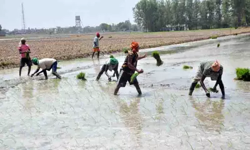 Amritsar: राज्य में धान की बुआई बिजली संकट से मुक्त रहेगी