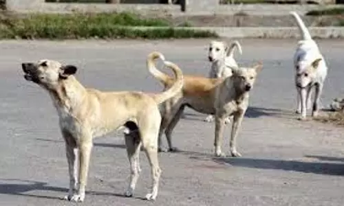 एमपी के अस्पताल में कुत्ते ने नवजात का शव अपने जबड़े में दबा लिया, जांच जारी