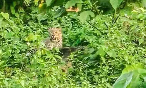 Kerala : बागानों में तेंदुआ, वन विभाग ने निगरानी बढ़ाई Kerala : बागानों में तेंदुआ, वन विभाग ने निगरानी बढ़ाई