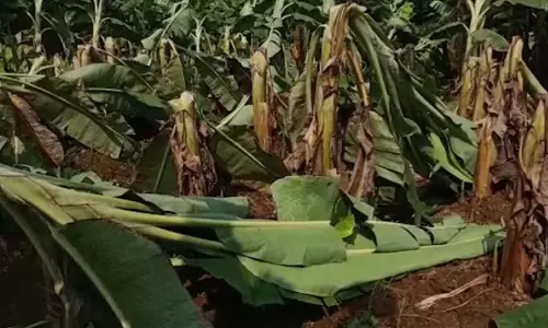 Kerala : बारिश से 22,986 किसान प्रभावित, 31 करोड़ की फसलें बर्बाद