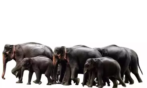 Kerala : दिनदहाड़े सड़कों पर दिखी लोगों की भीड़, लोग डरे हुए