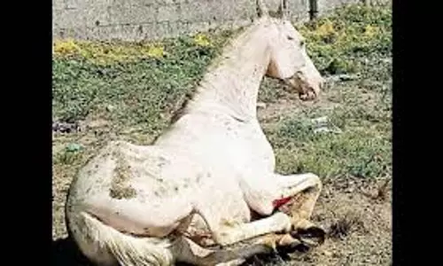 Kerala : कासरगोड में कुएं में गिरे घोड़े को बचाया गया Kerala : कासरगोड में कुएं में गिरे घोड़े को बचाया गया