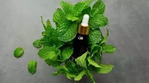 Hair Oil: बालों के लिए फायदेमंद है पुदीने का तेल Hair Oil: बालों के लिए फायदेमंद है पुदीने का तेल