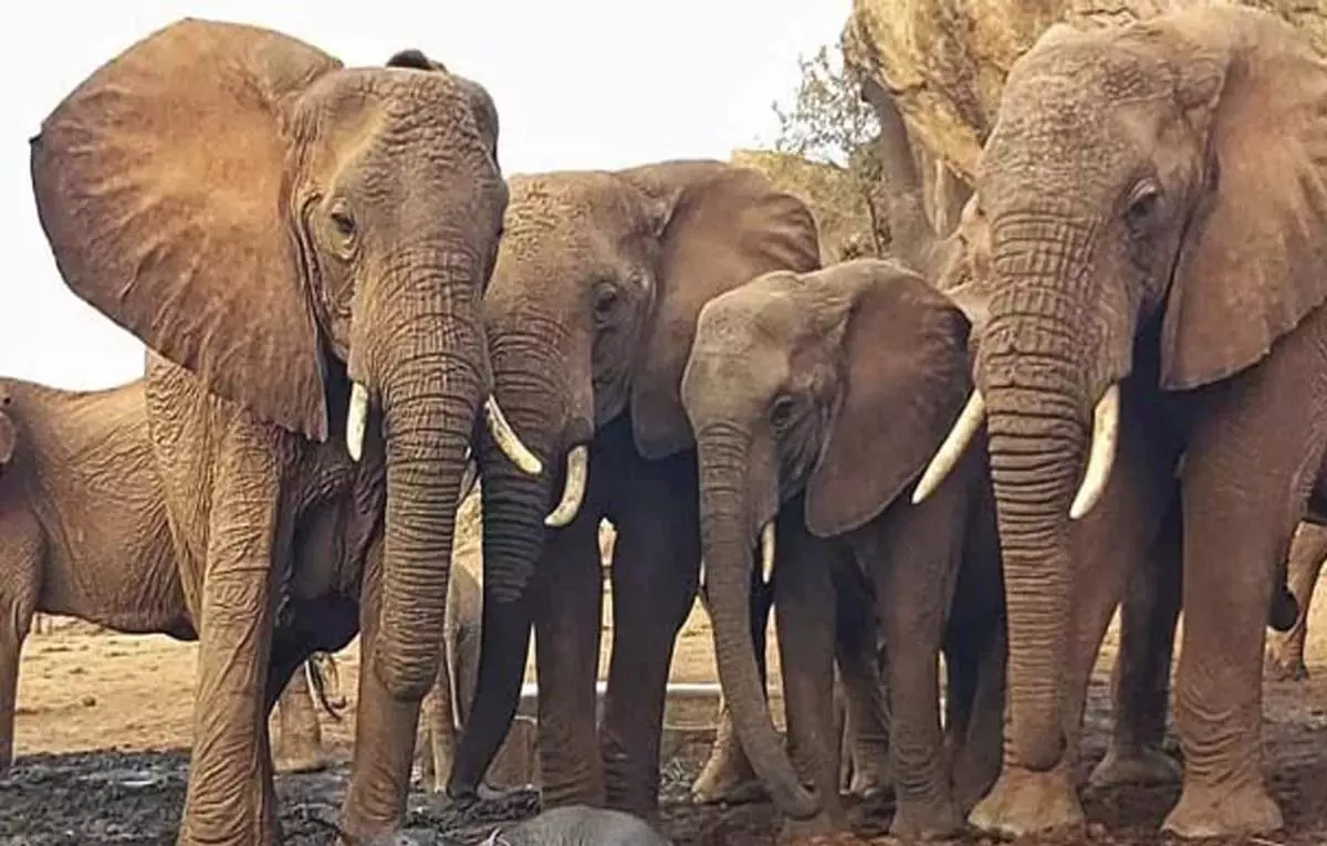 जंगली elephants के झुंड ने बोकाखाट के पास धनसिरी इको कैंप को नुकसान पहुंचाया जंगली elephants के झुंड ने बोकाखाट के पास धनसिरी इको कैंप को नुकसान पहुंचाया