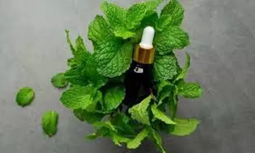 Hair Oil: बालों के लिए  फायदेमंद है  पुदीने का तेल