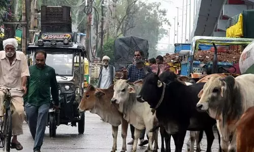 Bhopal : गायों की संख्या बढ़ी, बैल गायब Bhopal : गायों की संख्या बढ़ी, बैल गायब