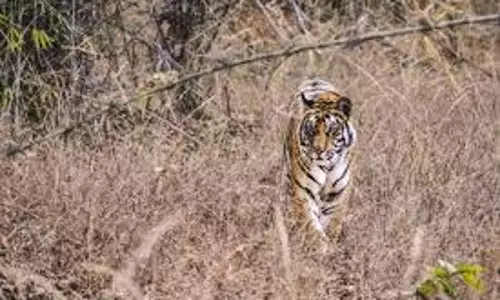 UP News: बाघ के हमले में किसान की मौत,  घटना से ग्रामीणों में आक्रोश