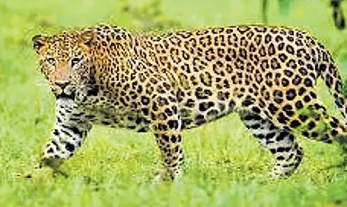 Odisha सरकार ने जंगली जानवरों के हमले से होने वाली मौत पर अनुग्रह राशि बढ़ाकर 10 लाख रुपये की