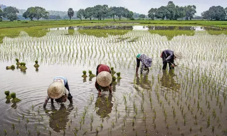 Nagaland बना वीकेएसए में अग्रणी राज्य, 70,000 किसानों को मिल रहा लाभ Nagaland बना वीकेएसए में अग्रणी राज्य, 70,000 किसानों को मिल रहा लाभ