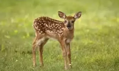 Nalgonda में आवारा कुत्तों ने फॉन को मौत के घाट उतार दिया