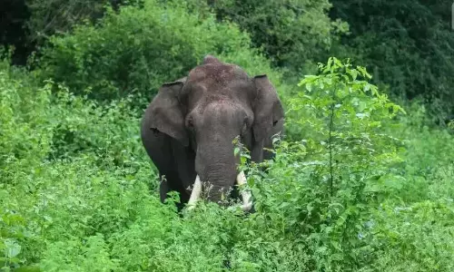 कल्लेली-कोक्काथोडे सड़क; जंगली हाथियों का गंभीर संकट